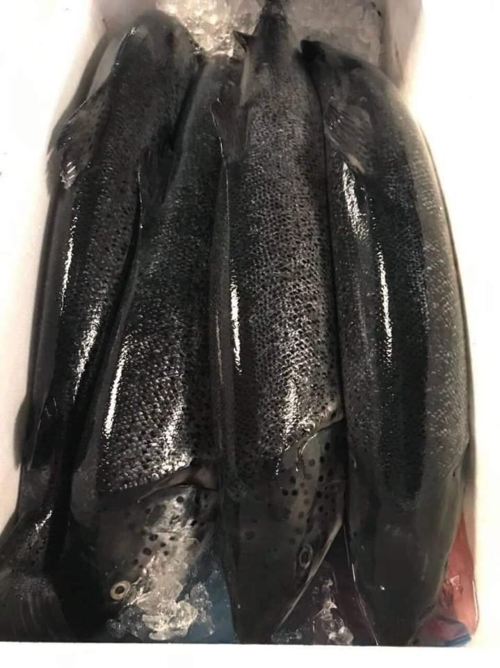 Cá hồi tươi Nauy / con size 5_6kg-duoc-ban-tai-Toàn 40