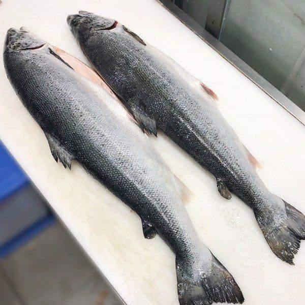 Cá hồi tươi Nauy/ con size 6_7kg-duoc-ban-tai-Toàn Food 4.0