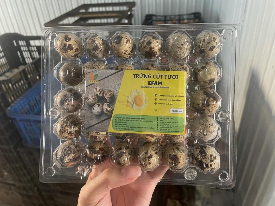 Trứng cút hộp-duoc-ban-tai-Đại lý trứng EFAM