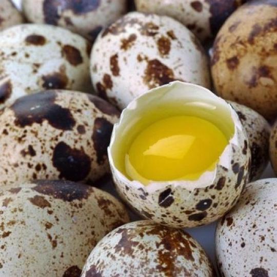 Trứng cút lạt S-duoc-ban-tai-Đại lý trứng EFAM