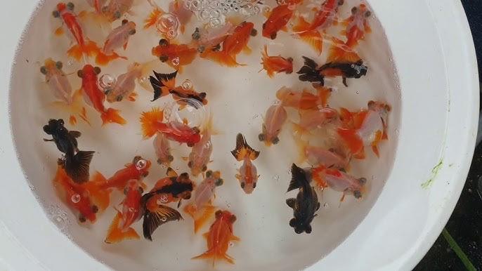 Ba đuôi mắt lồi-duoc-ban-tai-Tí Aqua Shop
