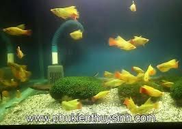 Cá kim tuyền-duoc-ban-tai-Tí Aqua Shop