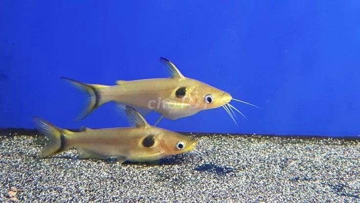 Cá mèo hoàng kim 6-7-duoc-ban-tai-Tí Aqua Shop