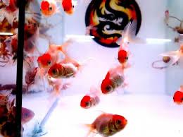 Cá hạt đỉnh hồng nhỏ-duoc-ban-tai-Tí Aqua Shop