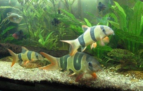 Cá chuột mỹ nhỏ 8-10-duoc-ban-tai-Tí Aqua Shop