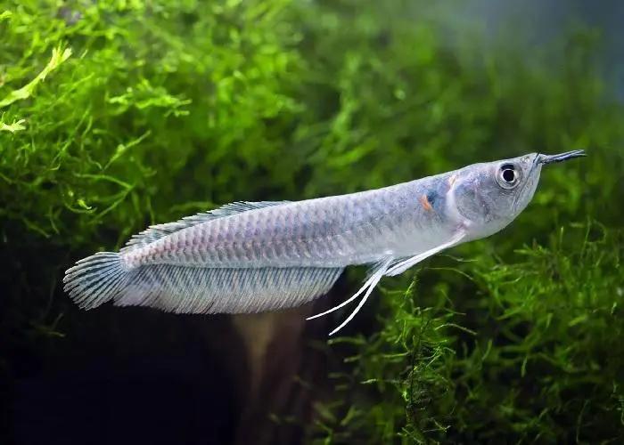 Ngân long thường 15-16-duoc-ban-tai-Tí Aqua Shop