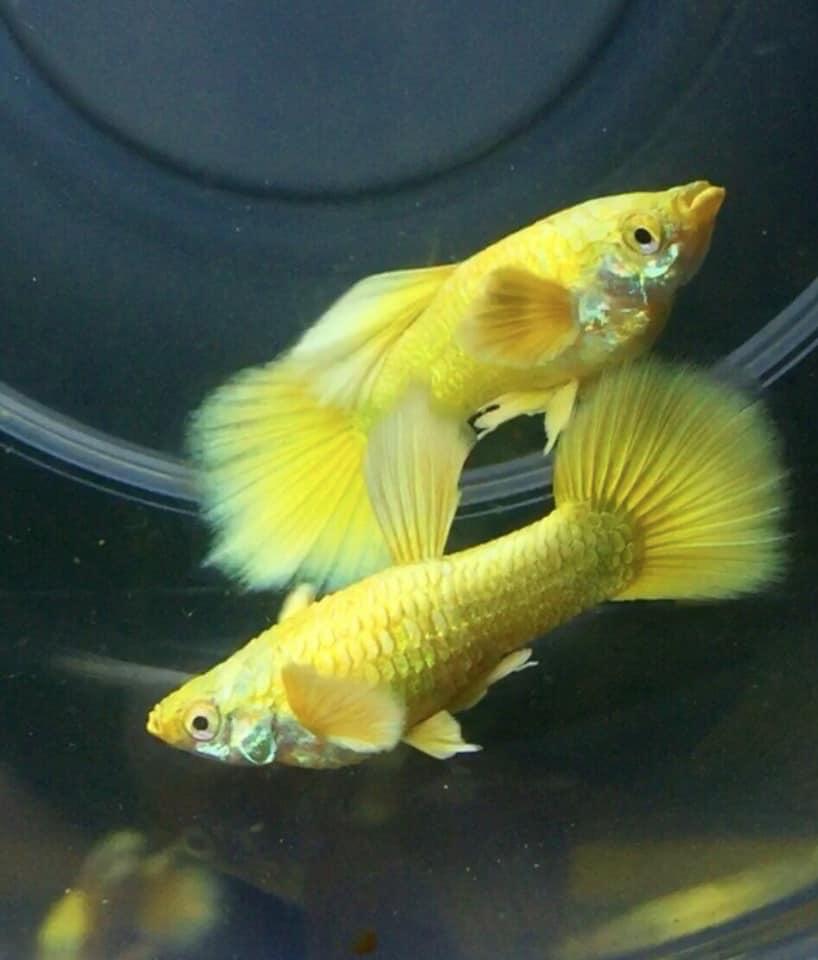 1 cặp guppy full gold-duoc-ban-tai-Tí Aqua Shop