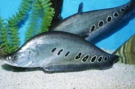 Nàng hai nhỏ-duoc-ban-tai-Tí Aqua Shop