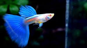1 cặp blue topa-duoc-ban-tai-Tí Aqua Shop