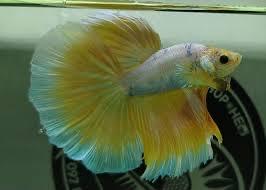 Betta halfmoon màu ngẩu nhiên -duoc-ban-tai-Tí Aqua Shop