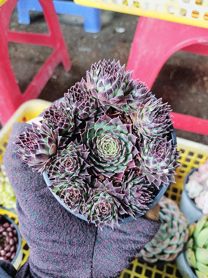 Sen Trung Nhập-duoc-ban-tai-Asaly Garden