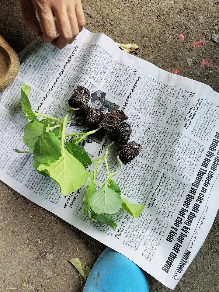 Rau Vỉ 3k-duoc-ban-tai-Asaly Garden