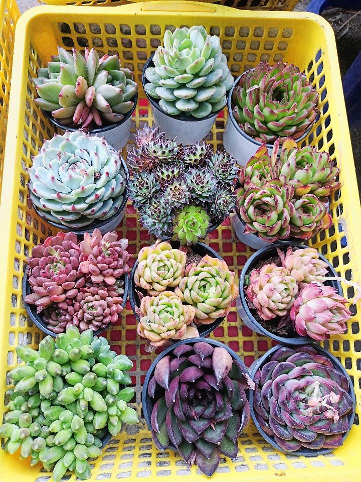 Sen Trung Nhập-duoc-ban-tai-Asaly Garden