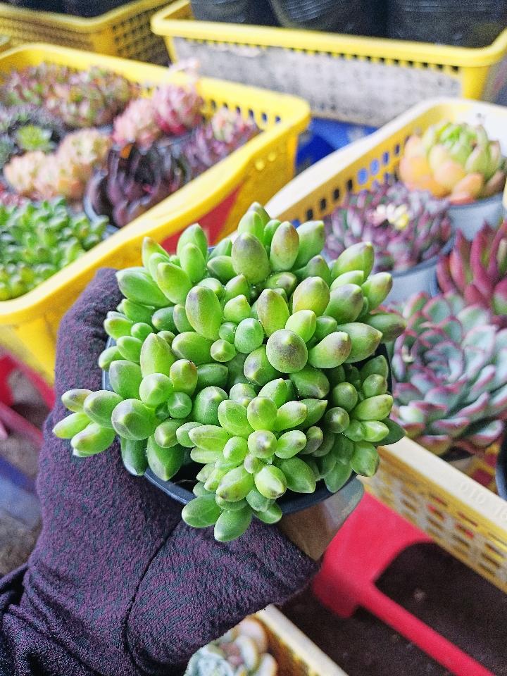 Sen Trung Nhập-duoc-ban-tai-Asaly Garden