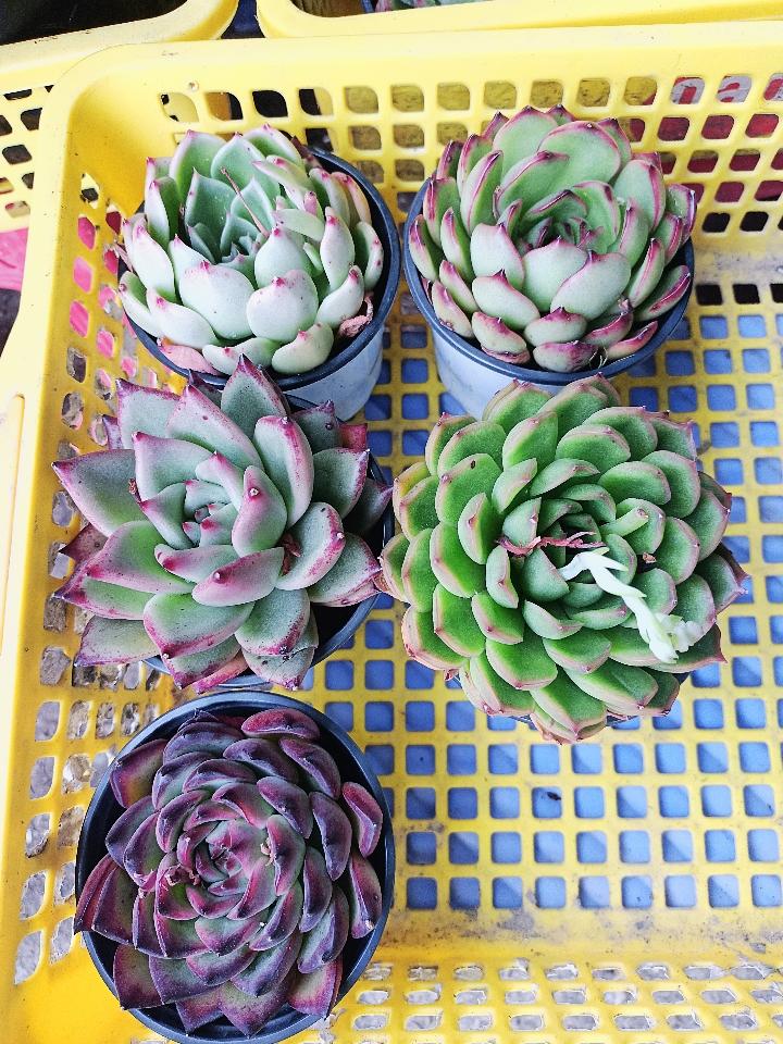 Sen Trung Nhập-duoc-ban-tai-Asaly Garden