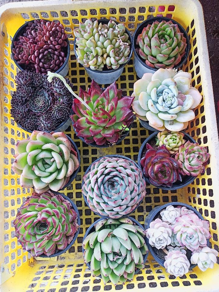 Sen Trung Nhập-duoc-ban-tai-Asaly Garden