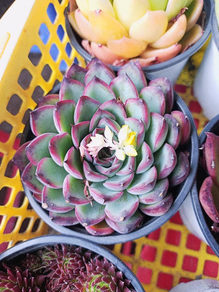 Sen Trung Nhập-duoc-ban-tai-Asaly Garden