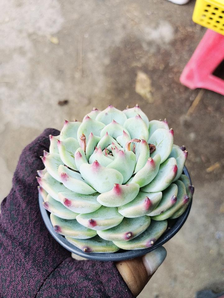 Sen Trung Nhập-duoc-ban-tai-Asaly Garden