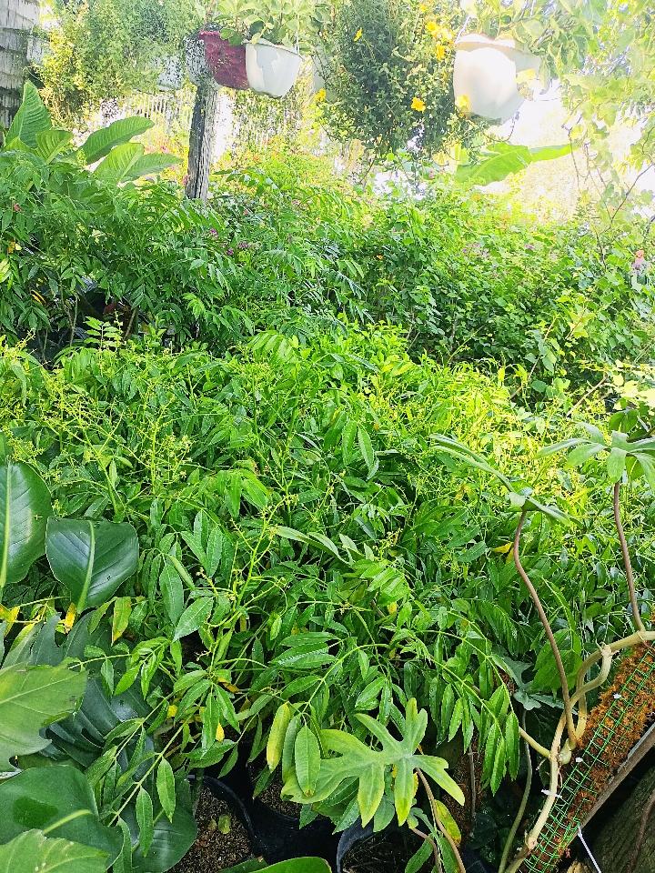 Cóc Thái-duoc-ban-tai-Asaly Garden