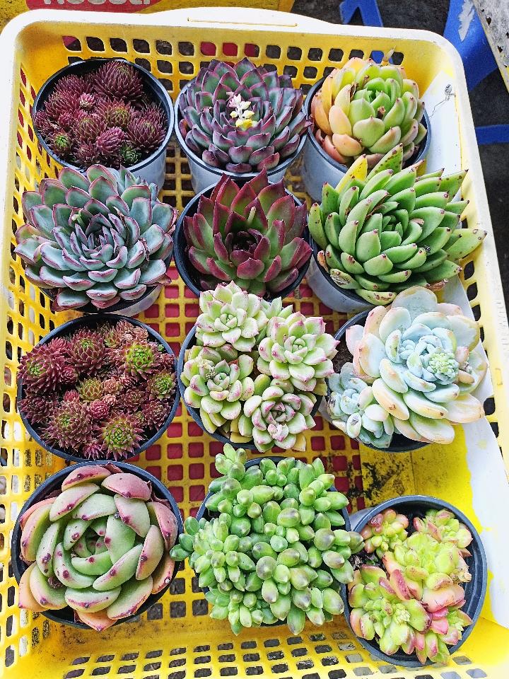 Sen Trung Nhập-duoc-ban-tai-Asaly Garden