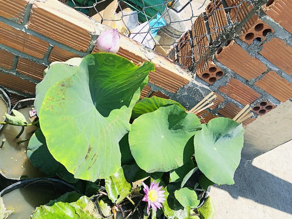 Sen -duoc-ban-tai-Asaly Garden