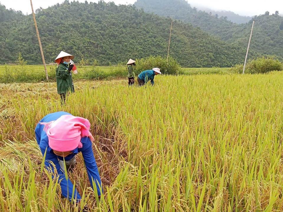 GẠO LỨT SÉN CÙ ĐỒNG BÀO TÂY BẮC-duoc-ban-tai-An Healing Food - Thực Phẩm Là Thuốc