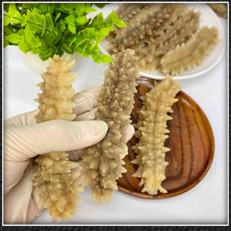 Hải sâm gai vàng (size 40/50)-duoc-ban-tai-Thực Phẩm Đông Hải