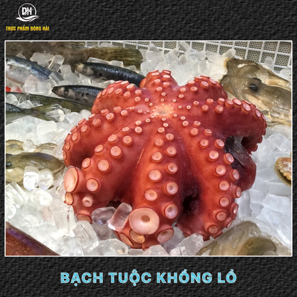 Bạch tuộc nhật nguyên con-duoc-ban-tai-Thực Phẩm Đông Hải
