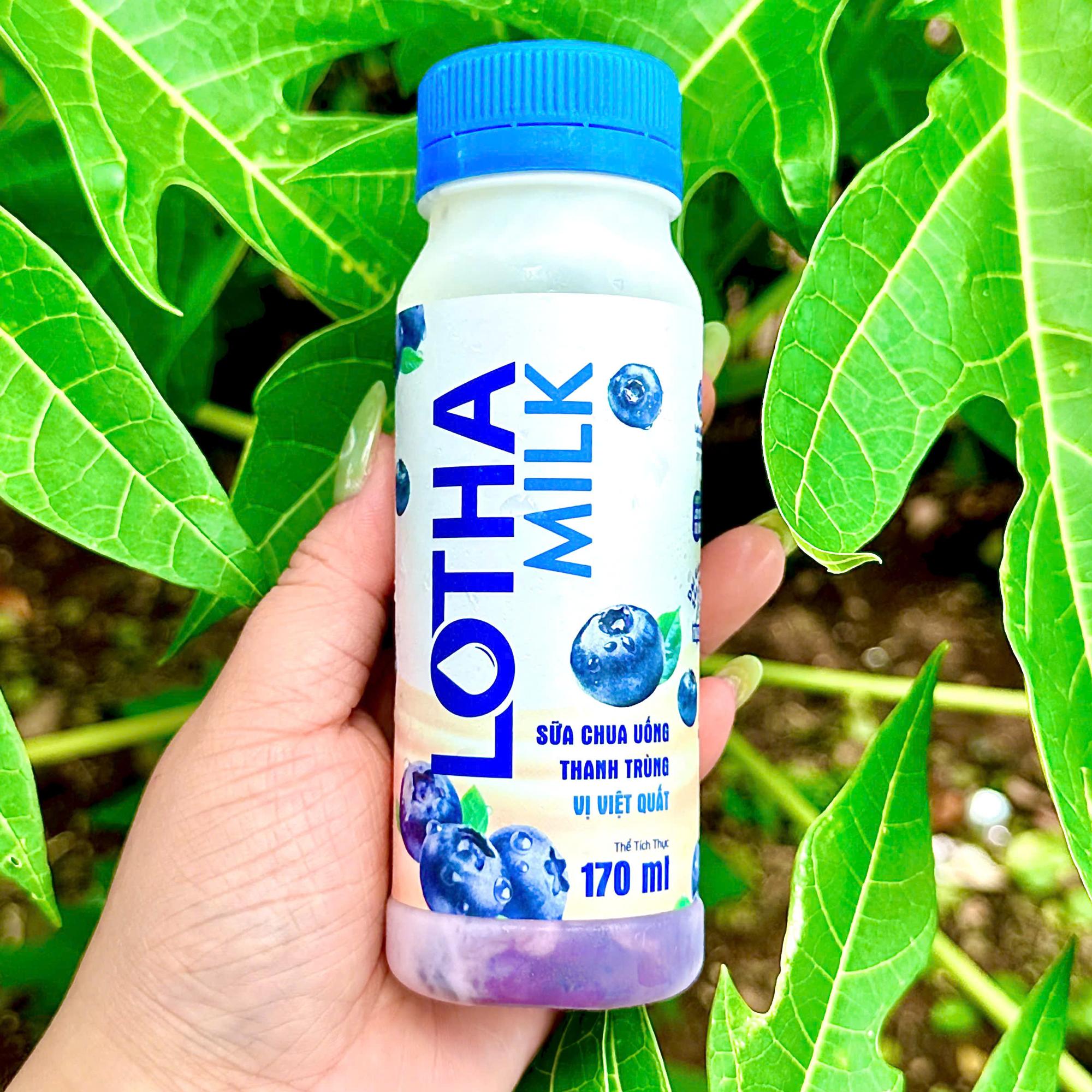  SỮA CHUA UỐNG VIỆT QUẤT LONG THÀNH LOTHAMILK-duoc-ban-tai-Hồng Nhi Gỏi Cuốn & Bò Bía - Bình Tân