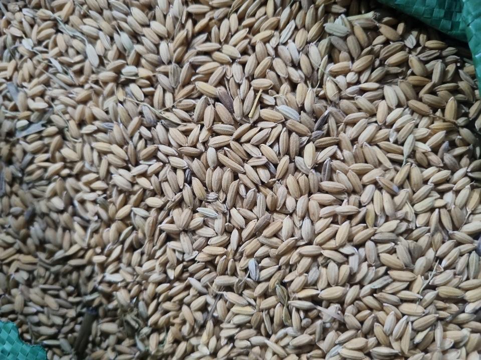 Lúa lỡ-duoc-ban-tai-Cửa hàng Tuân Anh