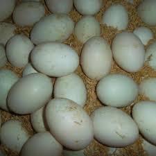 Trứng vịt-duoc-ban-tai-THỰC PHẨM SẠCH