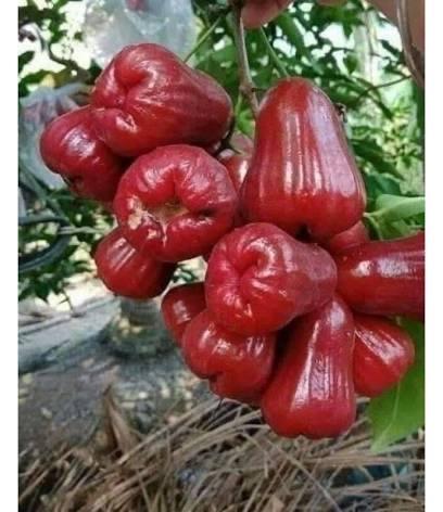 Mận đỏ-duoc-ban-tai-THỰC PHẨM SẠCH