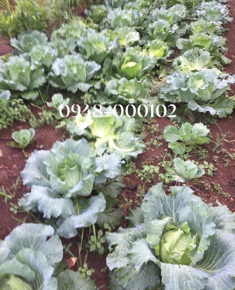 Bắp cải-duoc-ban-tai-THỰC PHẨM SẠCH