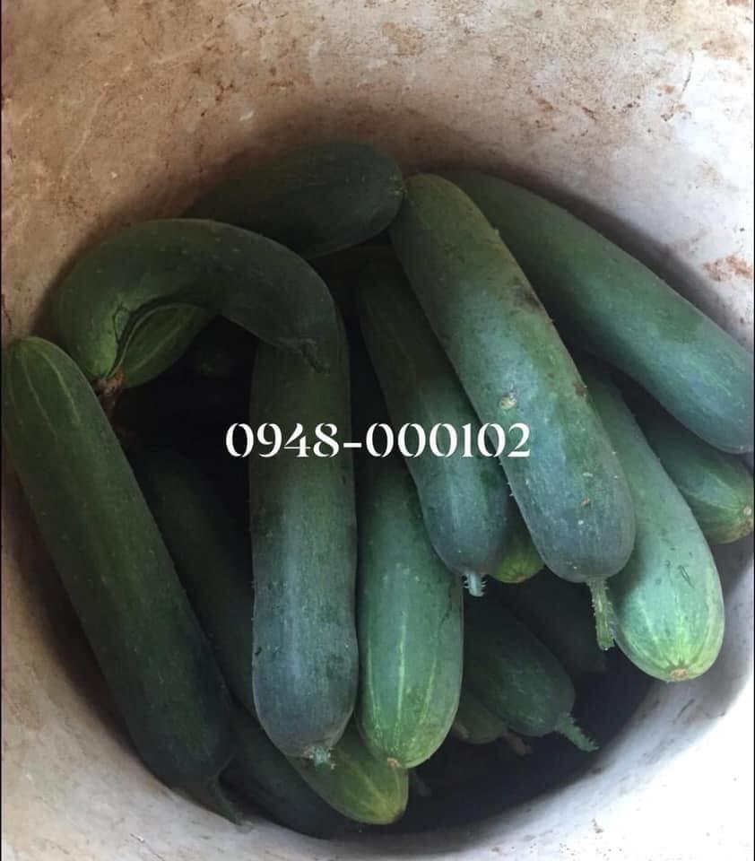 Dưa leo-duoc-ban-tai-THỰC PHẨM SẠCH