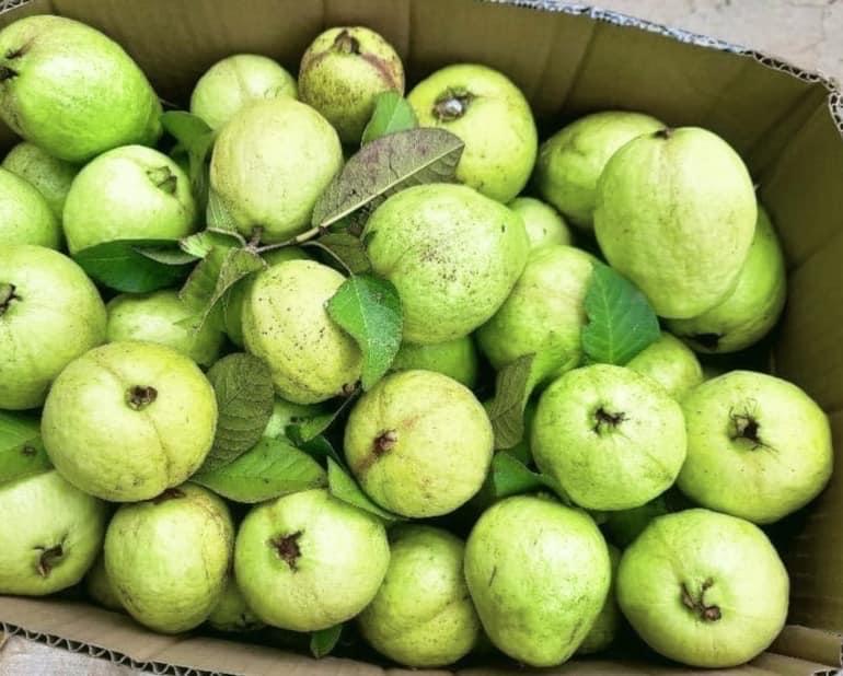 Ổi-duoc-ban-tai-THỰC PHẨM SẠCH