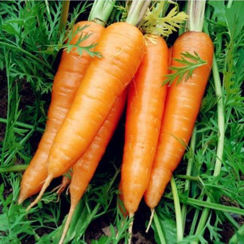 Cà rốt-duoc-ban-tai-THỰC PHẨM SẠCH