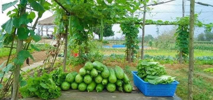 Bầu canh-duoc-ban-tai-Green life food huế