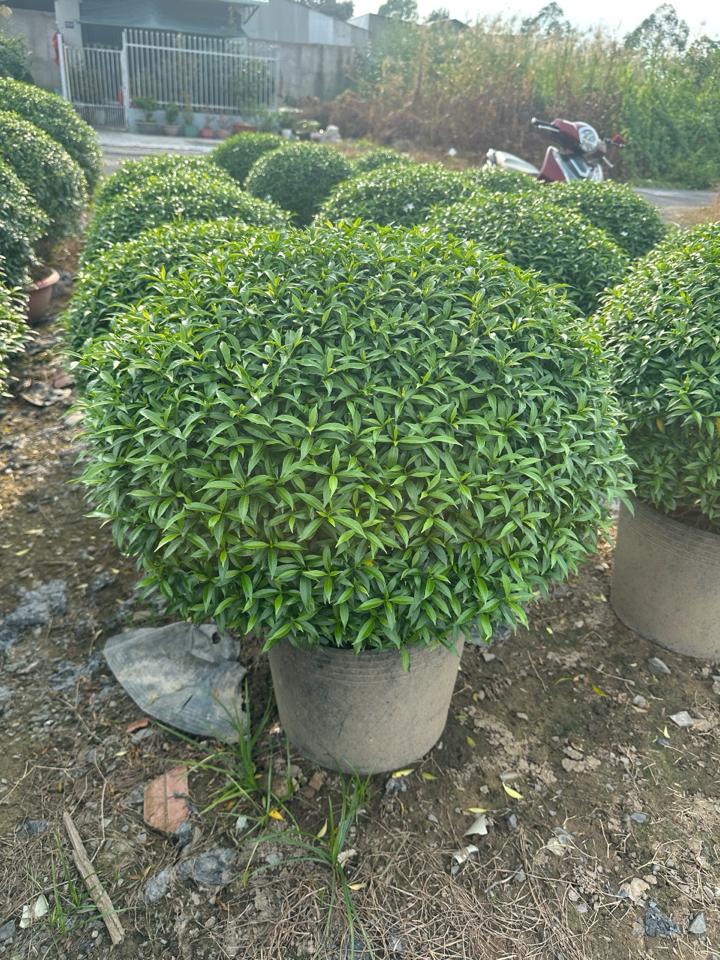 Mai vạn phúc 60cm -duoc-ban-tai-Vườn Hồng Thế Mai