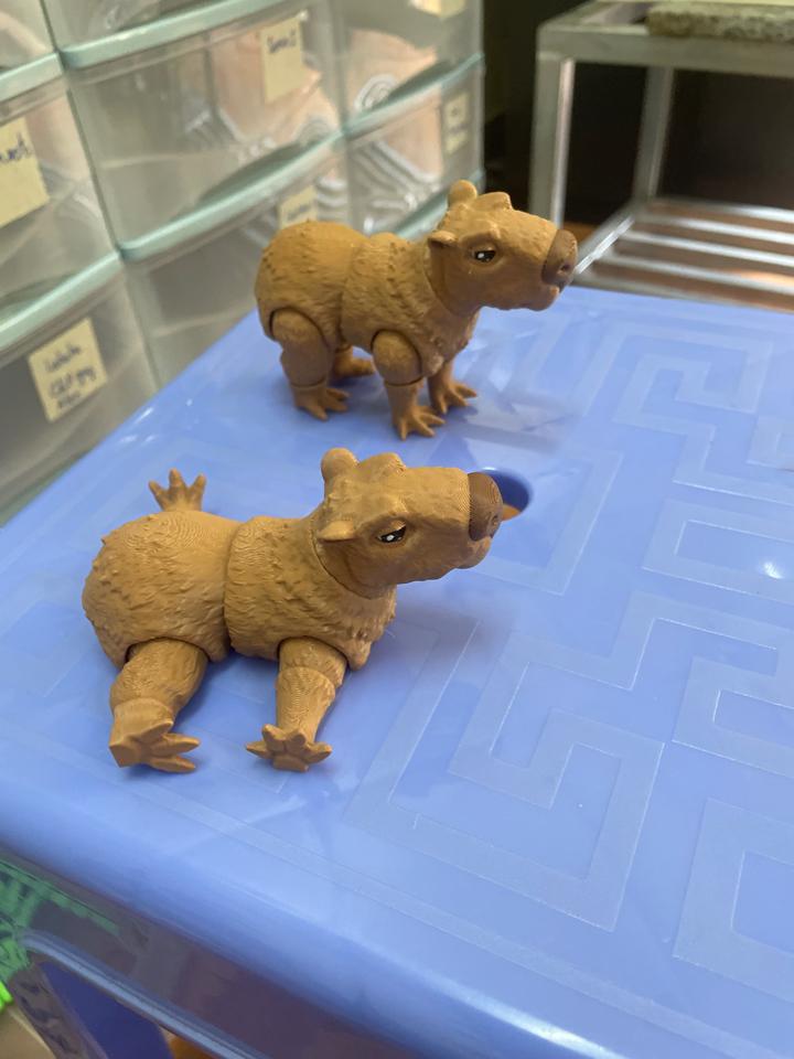 Capybara khớp-duoc-ban-tai-Lytran3D Gold Coast