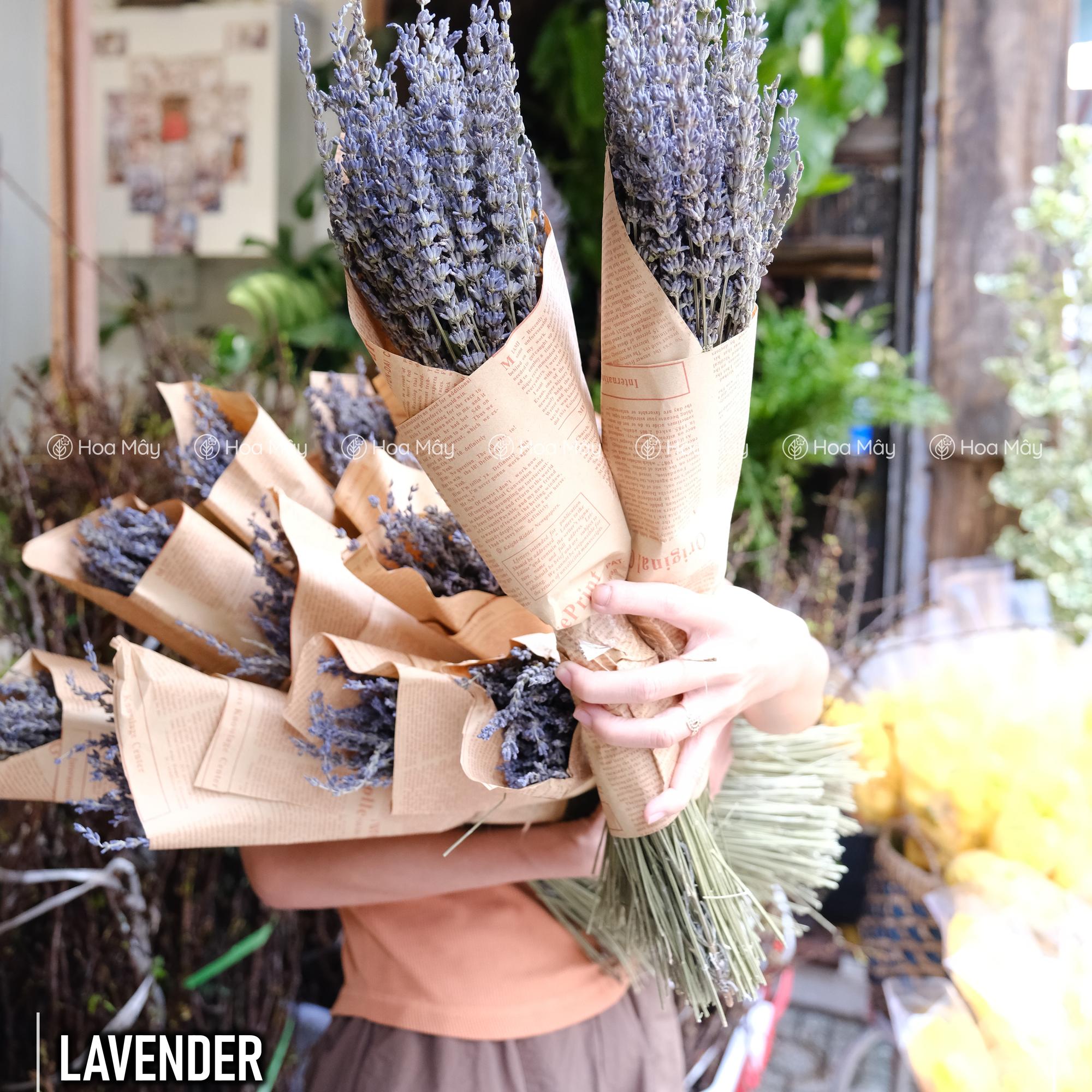 Lavender-duoc-ban-tai-HOA MÂY GARDEN