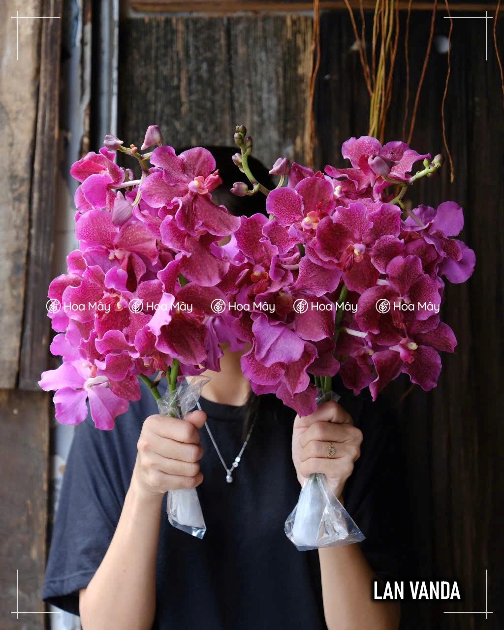 Lan Vanda-duoc-ban-tai-HOA MÂY GARDEN