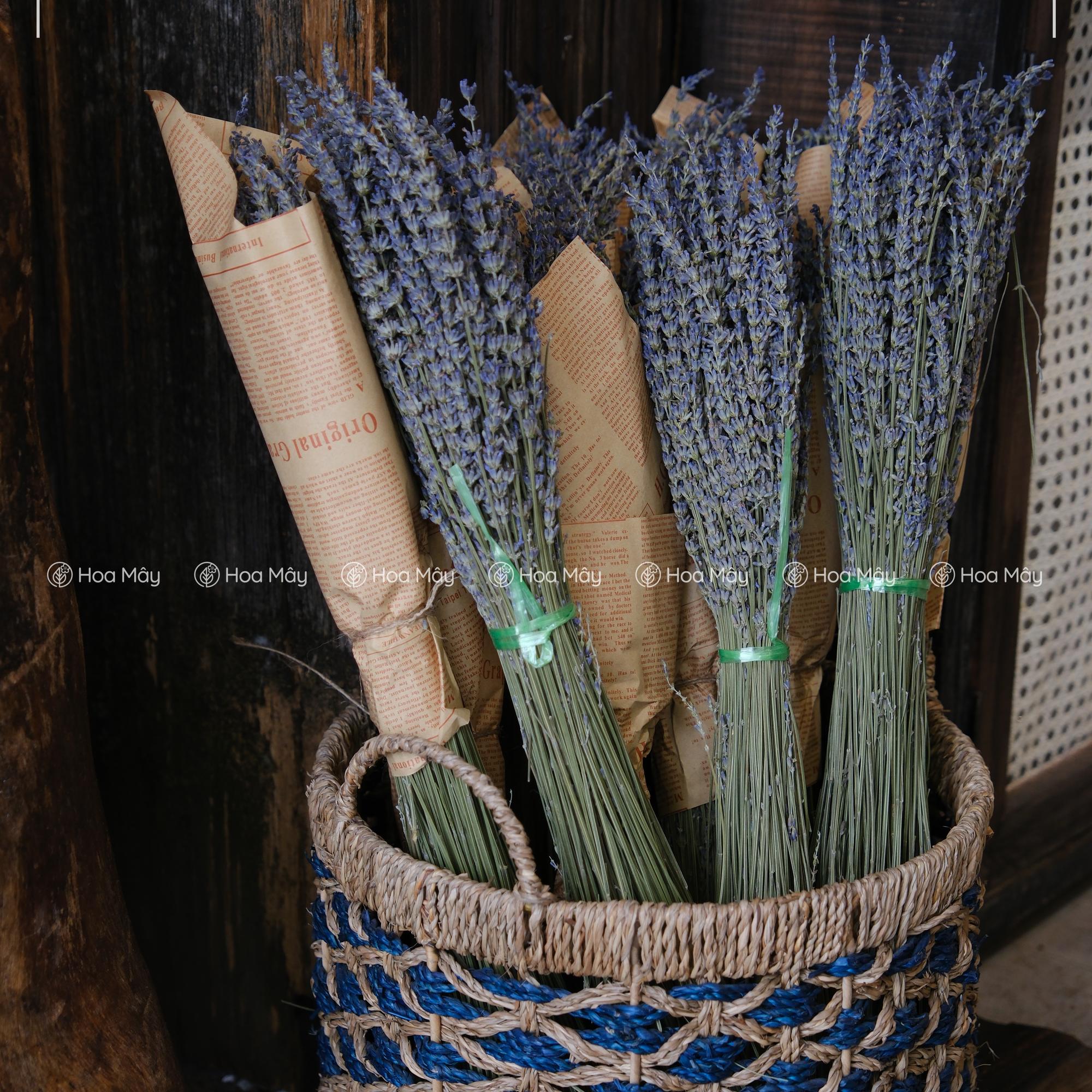 Lavender-duoc-ban-tai-HOA MÂY GARDEN