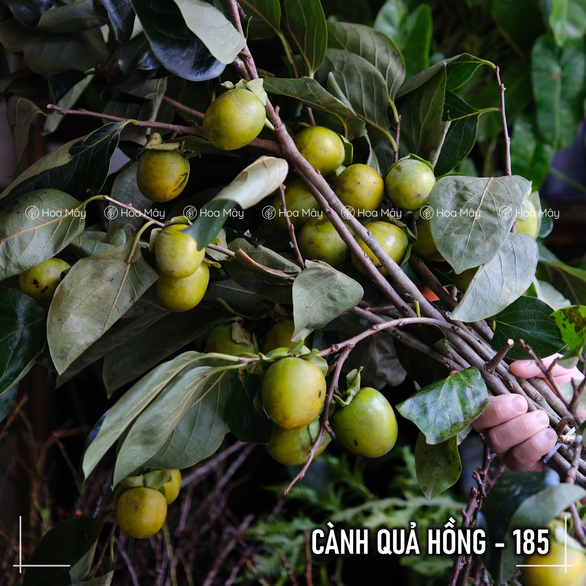 Cành quả hồng-duoc-ban-tai-HOA MÂY GARDEN