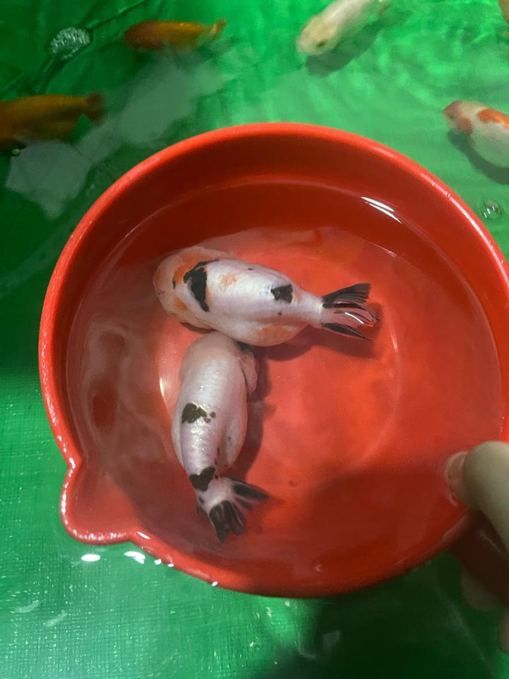 Cặp bò lem-duoc-ban-tai-Ponyo Goldfish