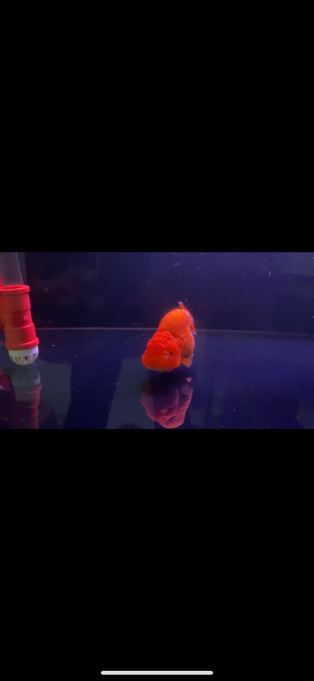 Ranchu RW-duoc-ban-tai-Ponyo Goldfish