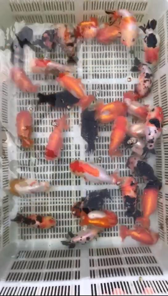 Ranchu 3-4n-duoc-ban-tai-Ponyo Goldfish