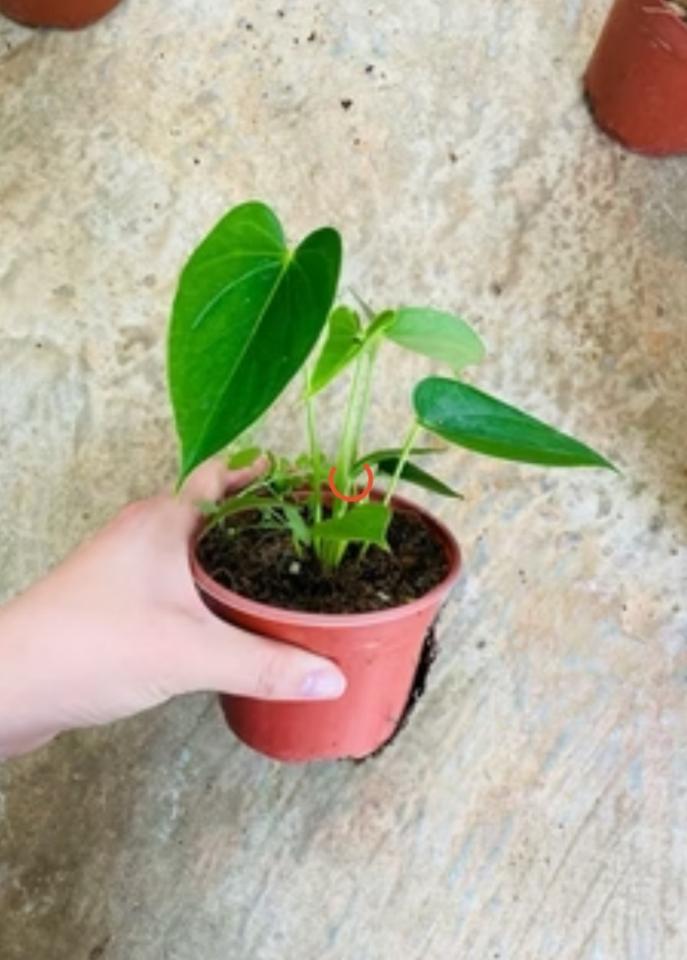 Cây giống 15cm Hồng Môn chưa hoa cấy mô-duoc-ban-tai-CÔNG TY TNHH KHKT VIỆT SINH