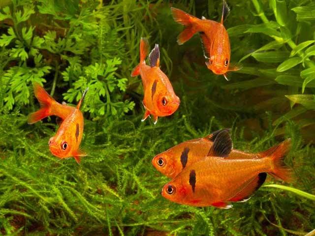Cá Hồng Tử Kì-duoc-ban-tai-Cá cảnh Sóc Aquarium