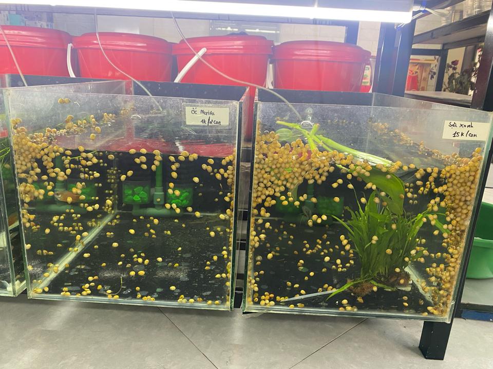 Ốc nerita ruột vàng-duoc-ban-tai-Cá cảnh Sóc Aquarium