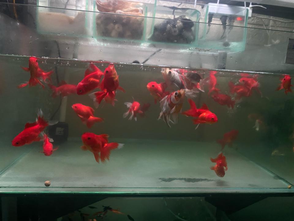 Cá Ba Đuôi-duoc-ban-tai-Cá cảnh Sóc Aquarium